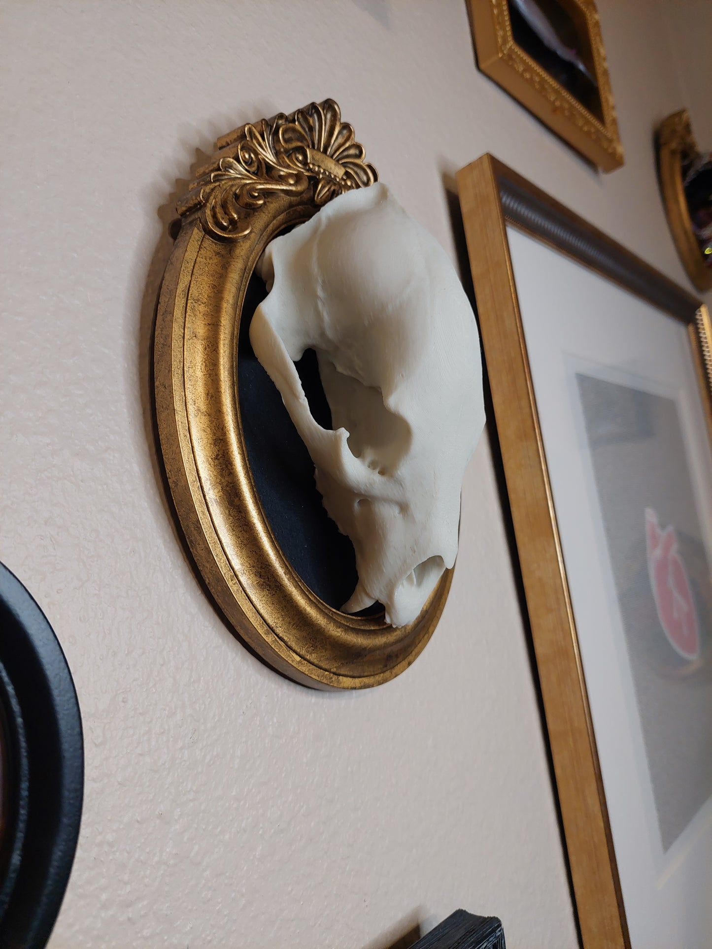 Black Bear Skull