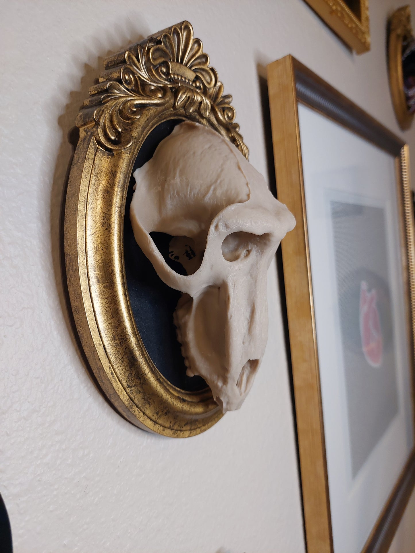 Baboon Skull