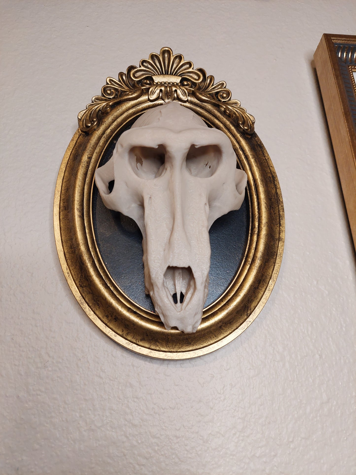 Baboon Skull